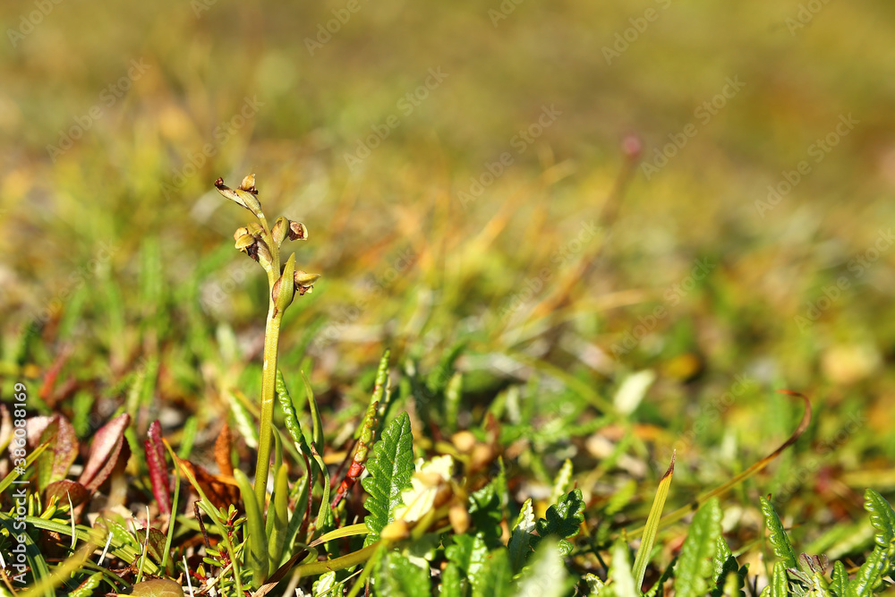 The false musk orchid (Chamorchis alpina) in heath landscape The false musk orchid (Chamorchis alpina) in heath landscape
