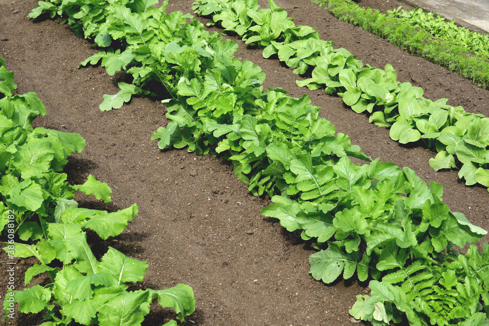畑に植えた冬野菜 2