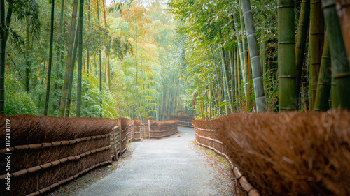 Fototapeta Naklejka Na Ścianę i Meble -  Kyoto bamboo forest