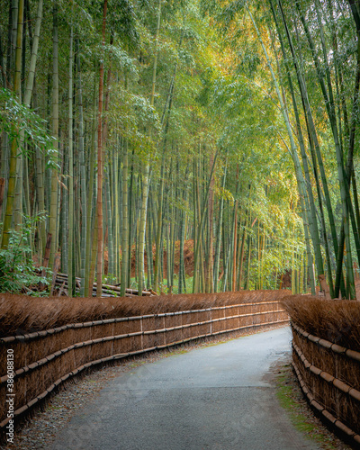 Kyoto bamboo forest