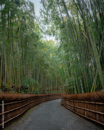 Fototapeta Naklejka Na Ścianę i Meble -  Kyoto bamboo forest