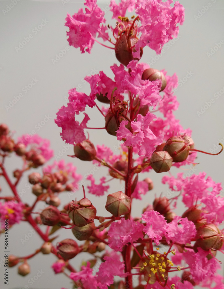 Pink Flower of Crepe Myrtle