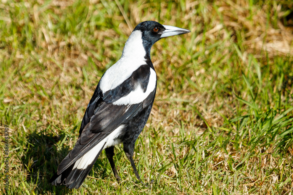 Australasian Magpie in New Zealand Australasian Magpie in New Zealand