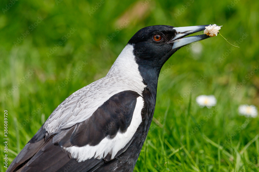 Fototapeta premium Australasian Magpie in New Zealand