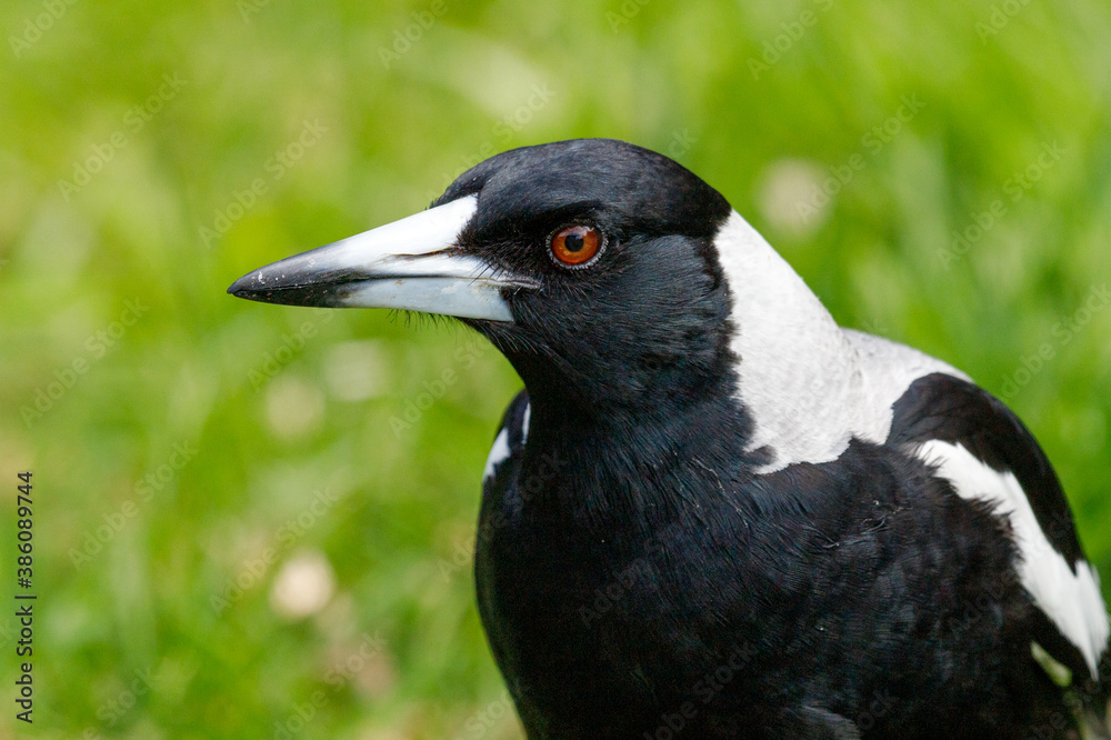 Obraz premium Australasian Magpie in New Zealand
