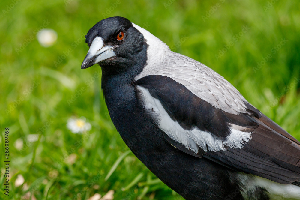 Australasian Magpie in New Zealand Australasian Magpie in New Zealand