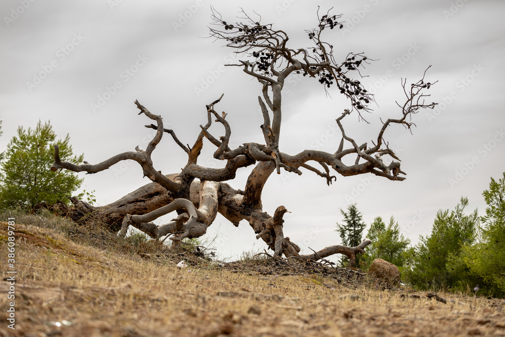 Dead tree in the middle of nowhere with grey sky at the background. Dead tree in the middle of nowhere with grey sky at the background.