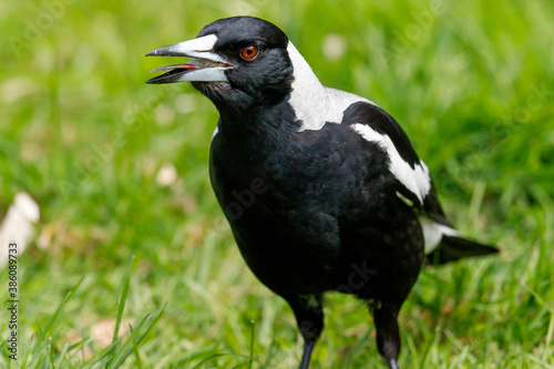 Australasian Magpie in New Zealand photo