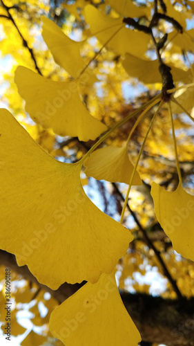 yellow gingko leaves in autumn