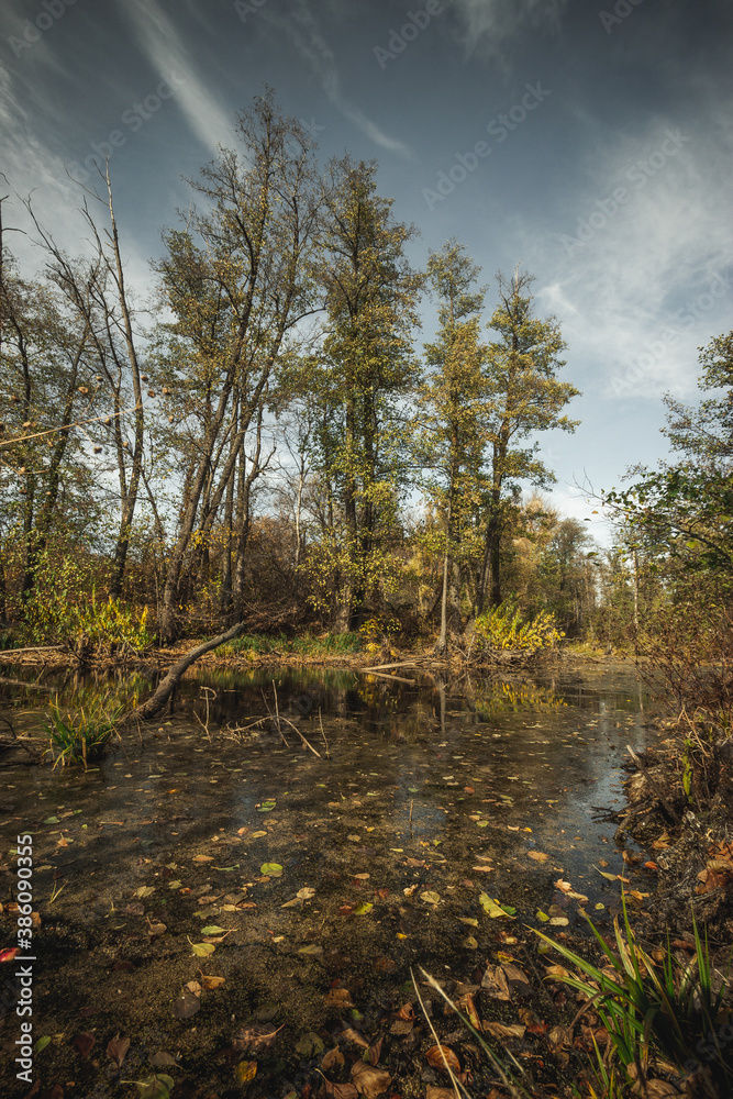 forest autumn swamp with snags. Russian Federation forest autumn swamp with snags. Russian Federation