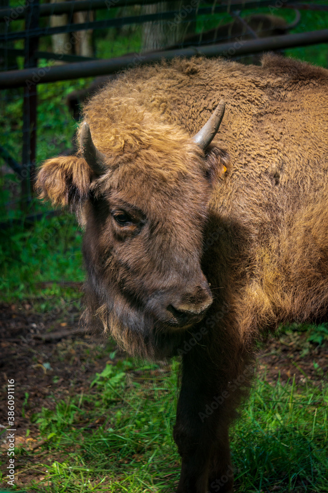 Young European bison (Bison bonasus), also known as the wisent, the zubr, or the European wood bison  in Russia. Animals and nature.