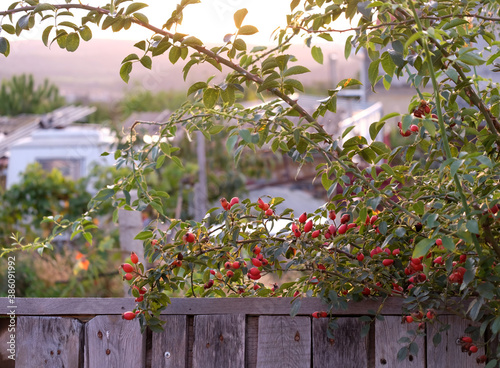 Ripe rose hips