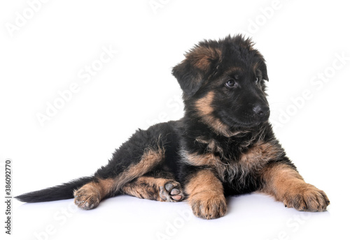 puppy german shepherd