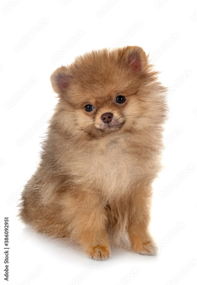 puppy pomeranian in studio