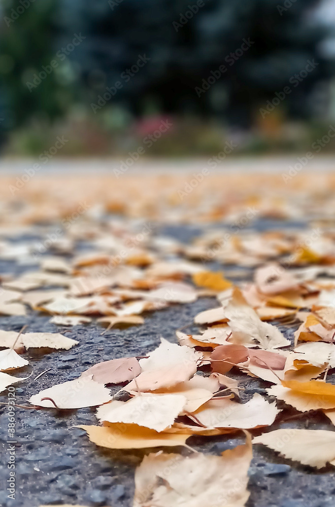 autumn leaves on the ground autumn leaves on the ground