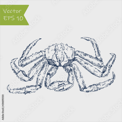 Vector vintage kamchatka crab drawing. Hand drawn monochrome seafood illustration. Great for menu, poster or label.