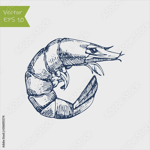 Shrimp sea Caridea animal engraving vector illustration. Scratch board style imitation.