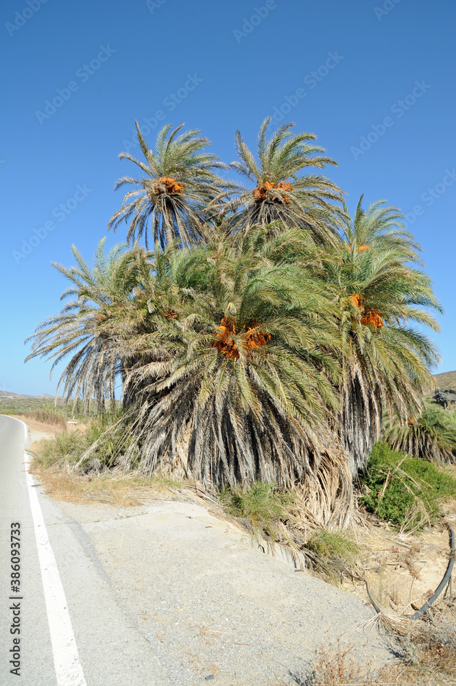 Palmier de Crète (Phoenix theophrasti) à Vaï près de Palaikastro en Crète Palmier de Crète (Phoenix theophrasti) à Vaï près de Palaikastro en Crète