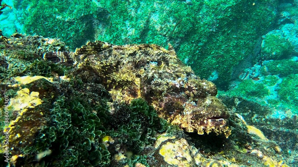 Obraz premium Stone scorpionfish