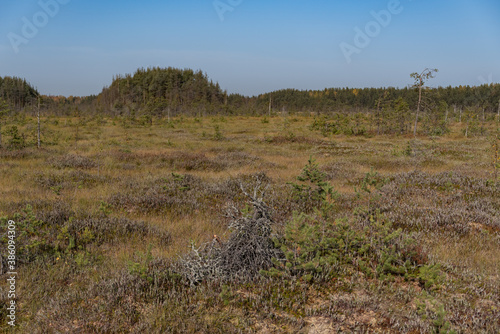 Territory of Sestroretsk swamp reserve. Saint-Petersburg. Russia