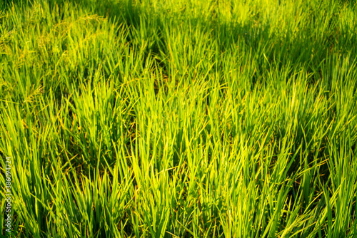 Green paddy rice plantation field