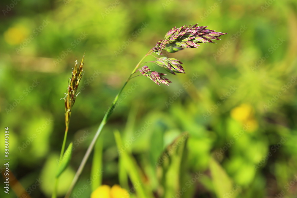 Spike of Poa alpina, the alpine meadow-grass