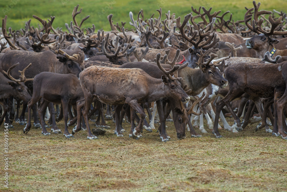 Reindeer in a herd on a summer day. Yamal, Russia Reindeer in a herd on a summer day. Yamal, Russia