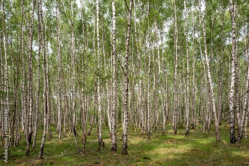 Obraz na plátně Birch trees in a forest near Ede in The Netherlands.