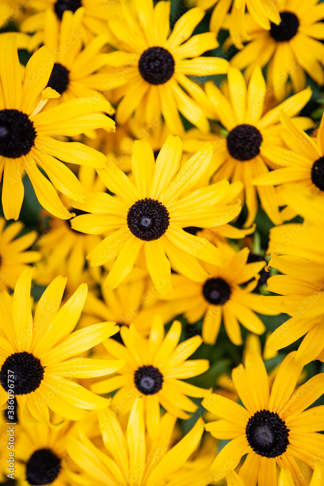 Yellow chrysanthemum flowers Yellow chrysanthemum flowers