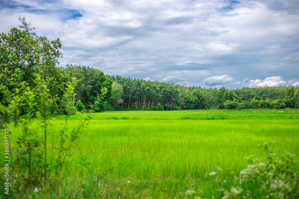 Nature wallpaper The atmosphere along the natural reservoir is beautiful emerald green, surrounded by trees and various plants, with cool breezes. Nature wallpaper The atmosphere along the natural reservoir is beautiful emerald green, surrounded by trees and various plants, with cool breezes.