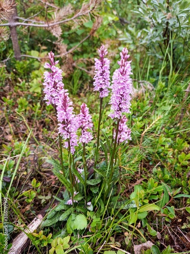 The flowering heath spotted orchid  or Dactylorhiza maculata