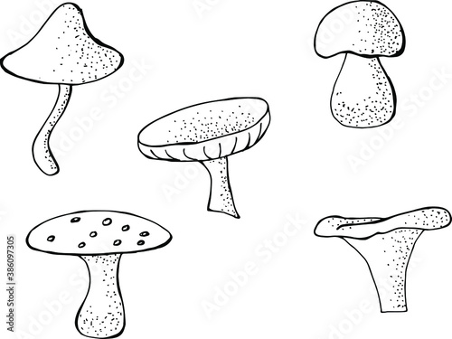 Stylized forest mushrooms in vector, isolated