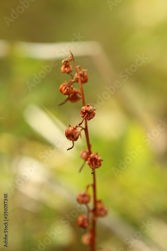 Pyrola rotundifolia, the round-leaved wintergreen, with withered fruits © jojoo64
