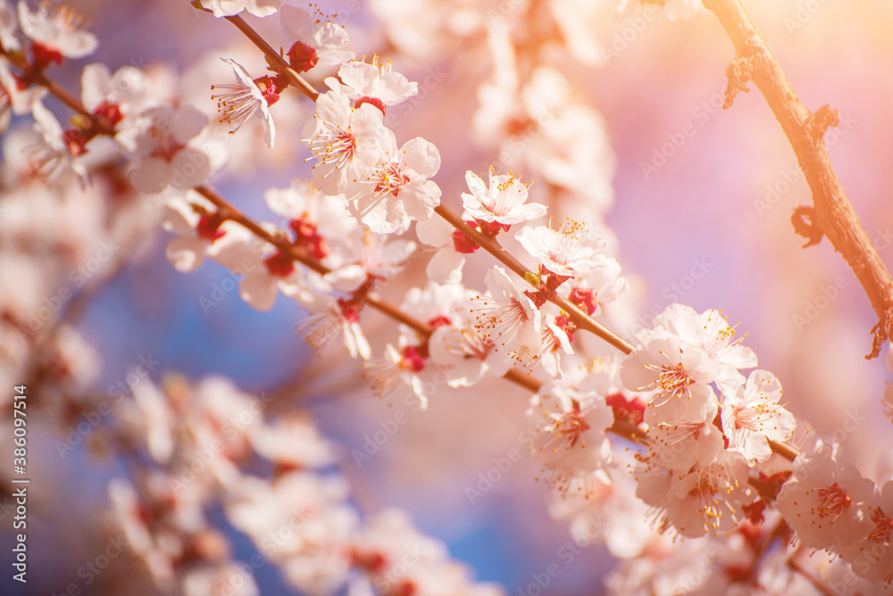 Apricot tree blossoms