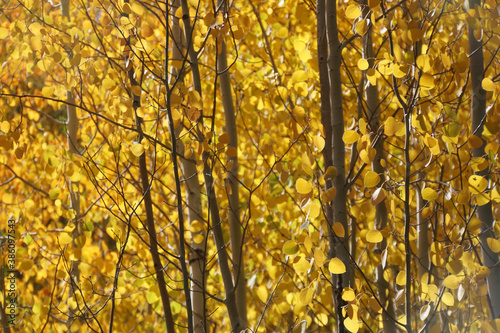 A close-up view of aspen trees and trunks, with golden yellow fall colors