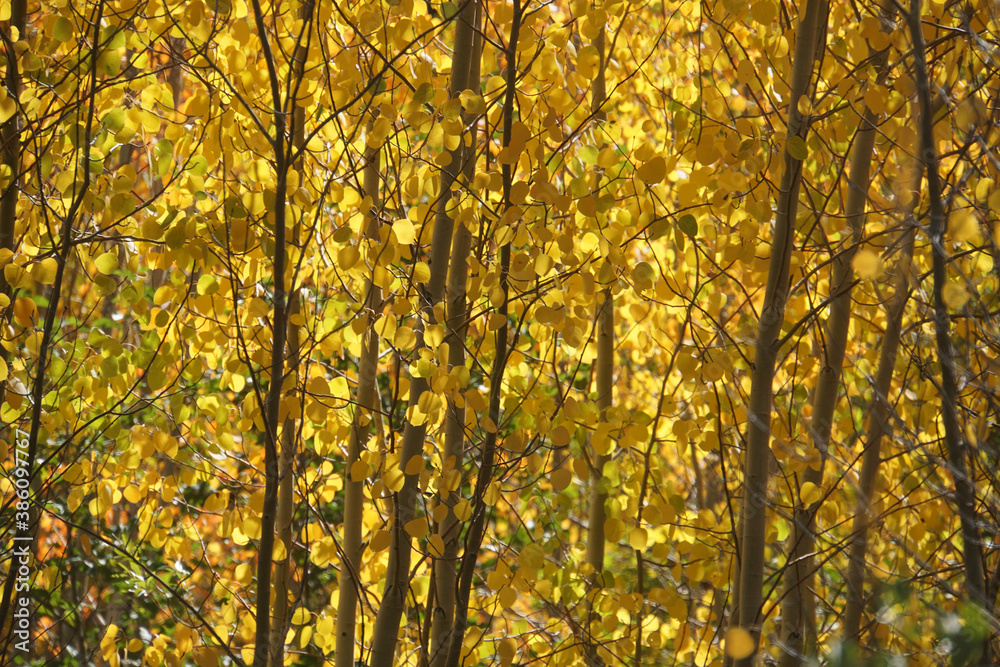 Close-up view of golden yellow and orange aspen trees and leaves on a sunny day