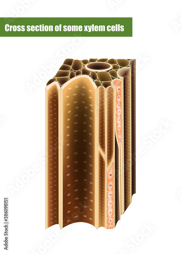 Cross section of some xylem cells. Xylem is a type of transport tissue in vascular plants. photo