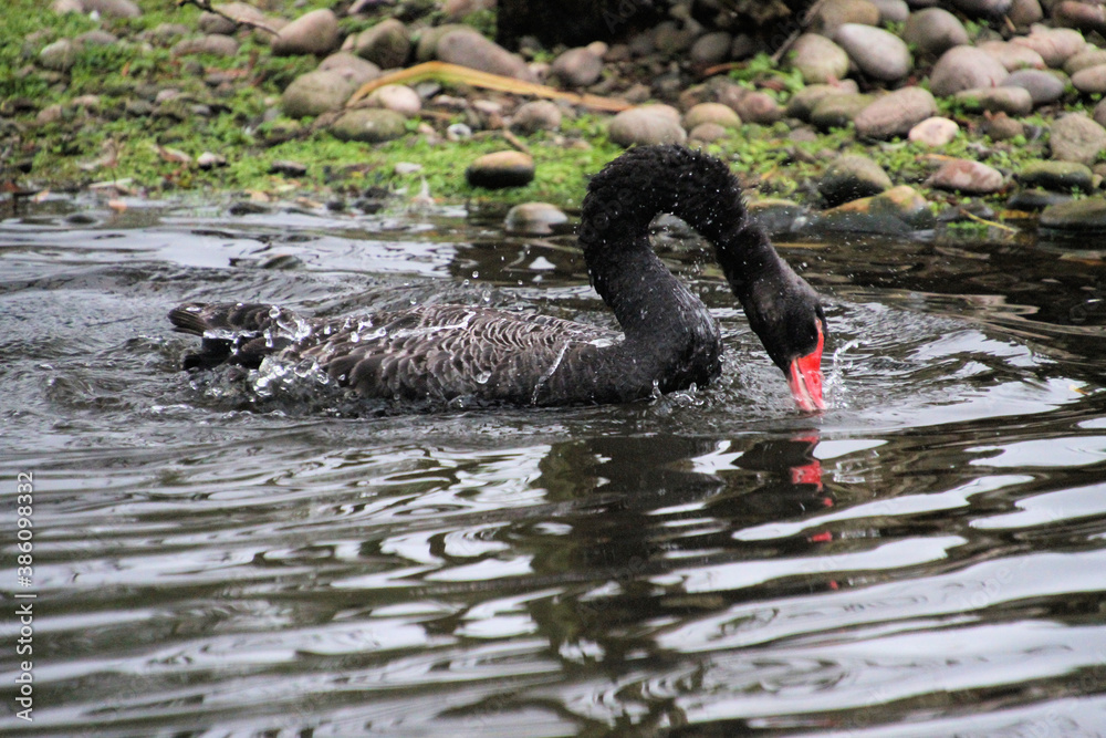 Fototapeta premium A close up of a Black swan