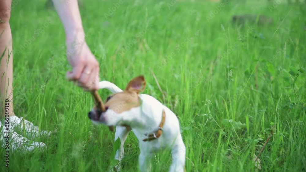 Owner plays with dog in the park. Jack Russell terrier puppy play with wooden stick in the grass Owner plays with dog in the park. Jack Russell terrier puppy play with wooden stick in the grass