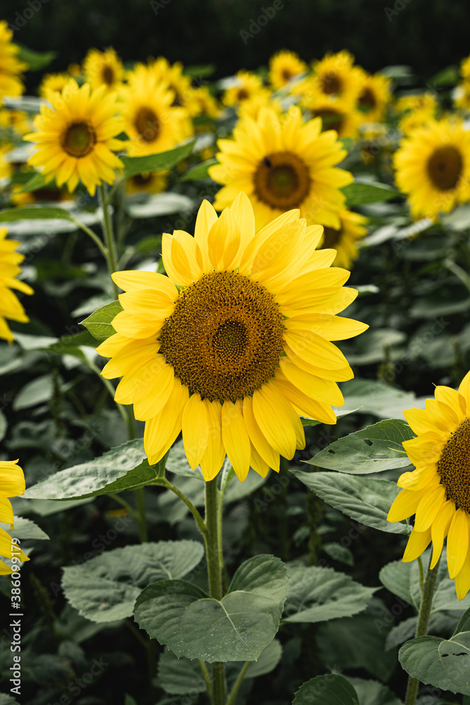 Sunflower in a field in Hokkaido, Japan. Sunflower in a field in Hokkaido, Japan.