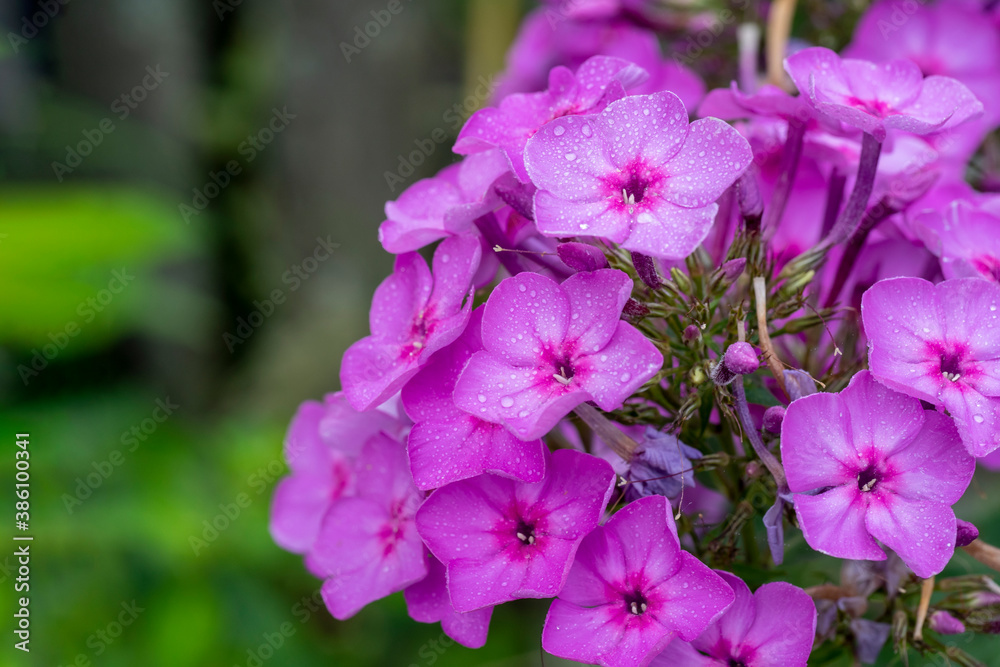 Purple flame flowers of phlox. Flowering garden phlox, perennial or summer phlox in the garden on a sunny day. Copy space Purple flame flowers of phlox. Flowering garden phlox, perennial or summer phlox in the garden on a sunny day. Copy space