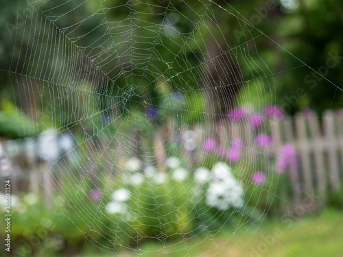 Beautiful spider web with water drops close-up. In the background a blurry summer landscape
