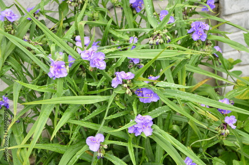 blue purple flower of Tradescantia virginiana plant.Tradescantia close up shot in the forest. photo