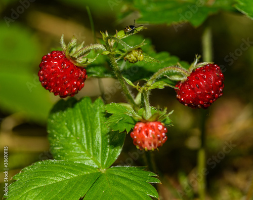 wild, woodland, Alpine, Carpathian or European strawberry, or fraisier des bois
