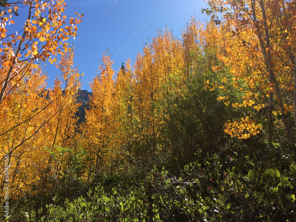 Fototapeta premium Golden and orange fall colors on a sunny autumn day