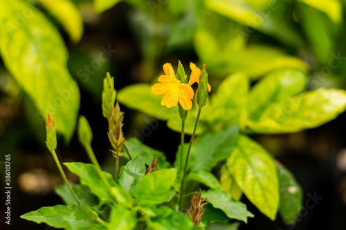 Orange Flower of Barleria strigosa Willd