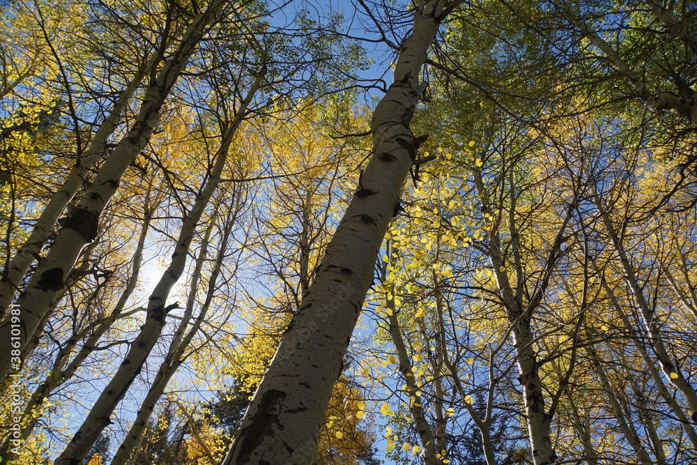 Obraz premium A close-up view of aspen trees and trunks, with golden yellow fall colors