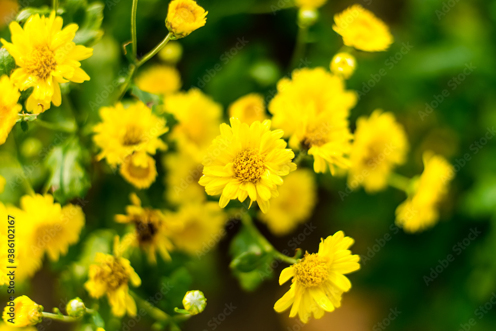 Chrysanthemum flower yellow Chrysanthemum flower yellow