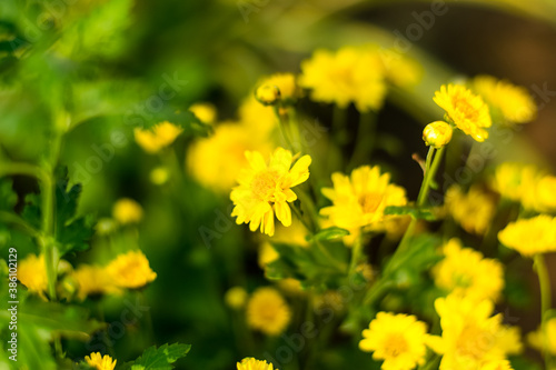 Chrysanthemum flower yellow