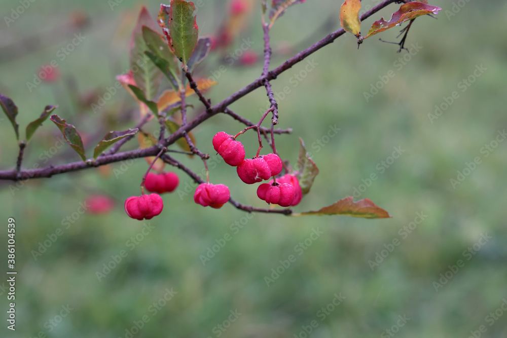 Bright unique pink flowers with fruits of Euonymus europaeus Bright unique pink flowers with fruits of Euonymus europaeus